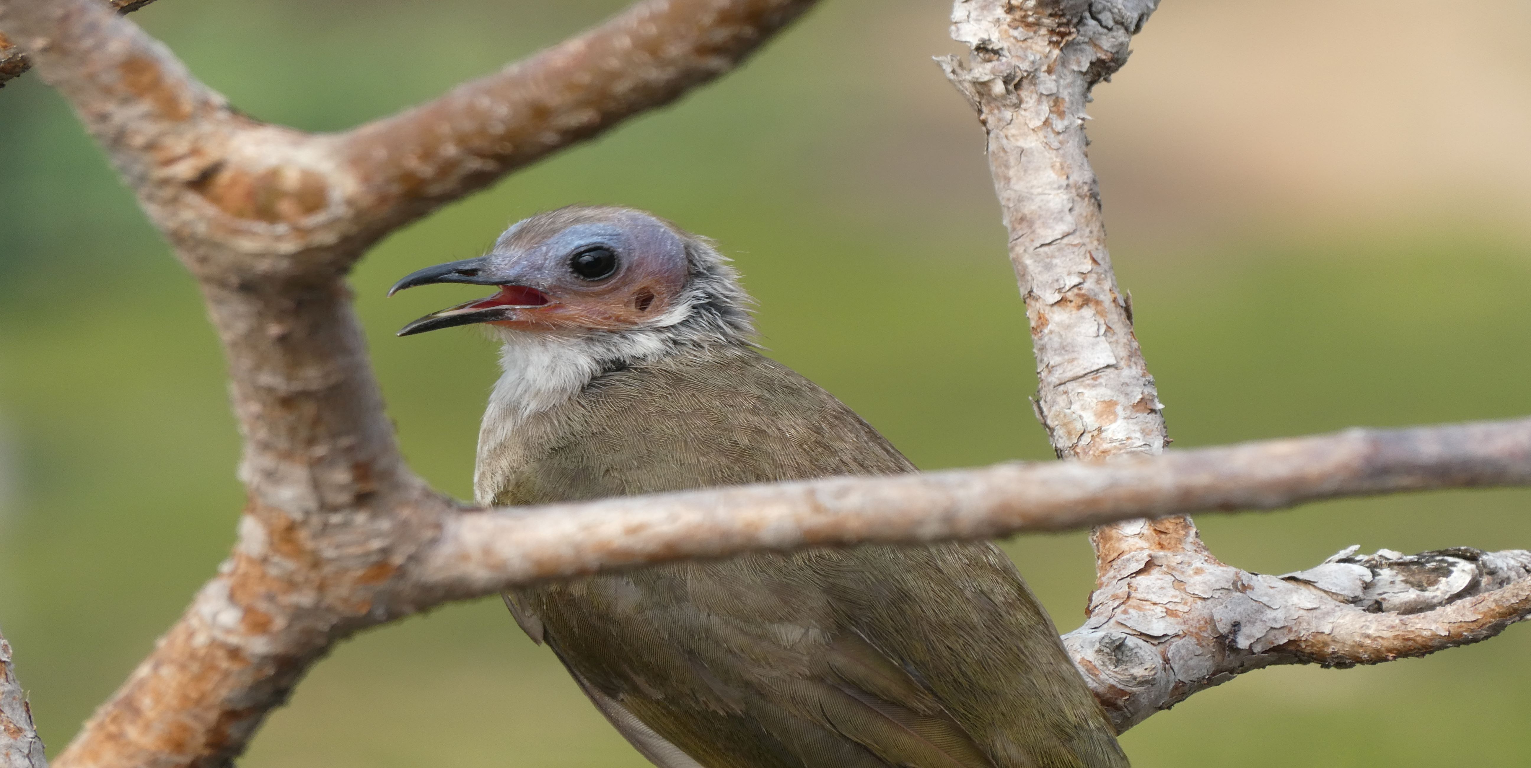 Bare-faced bulbul